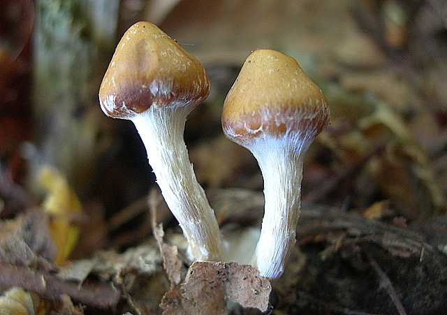 Galerina stylifera   (G.F. Atk.) A.H. Sm. & Singer